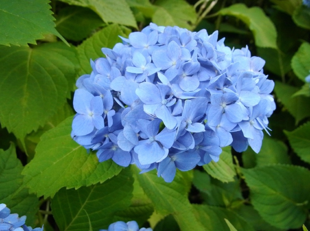 雑学 自然観察指導員の徒然草 シーボルトも愛した梅雨を彩る花 西洋のアジサイは日本が生みの親 Webメディア Mimiyori 雑学 自然観察指導員の徒然草 シーボルトも愛した梅雨を彩る花 西洋のアジサイは日本が生みの親 Webメディア Mimiyori