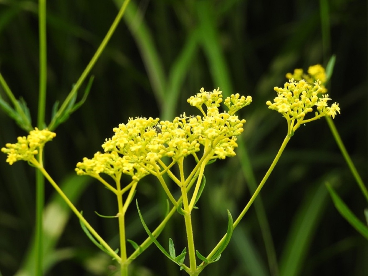 東京　神代植物公園　オミナエシ　花