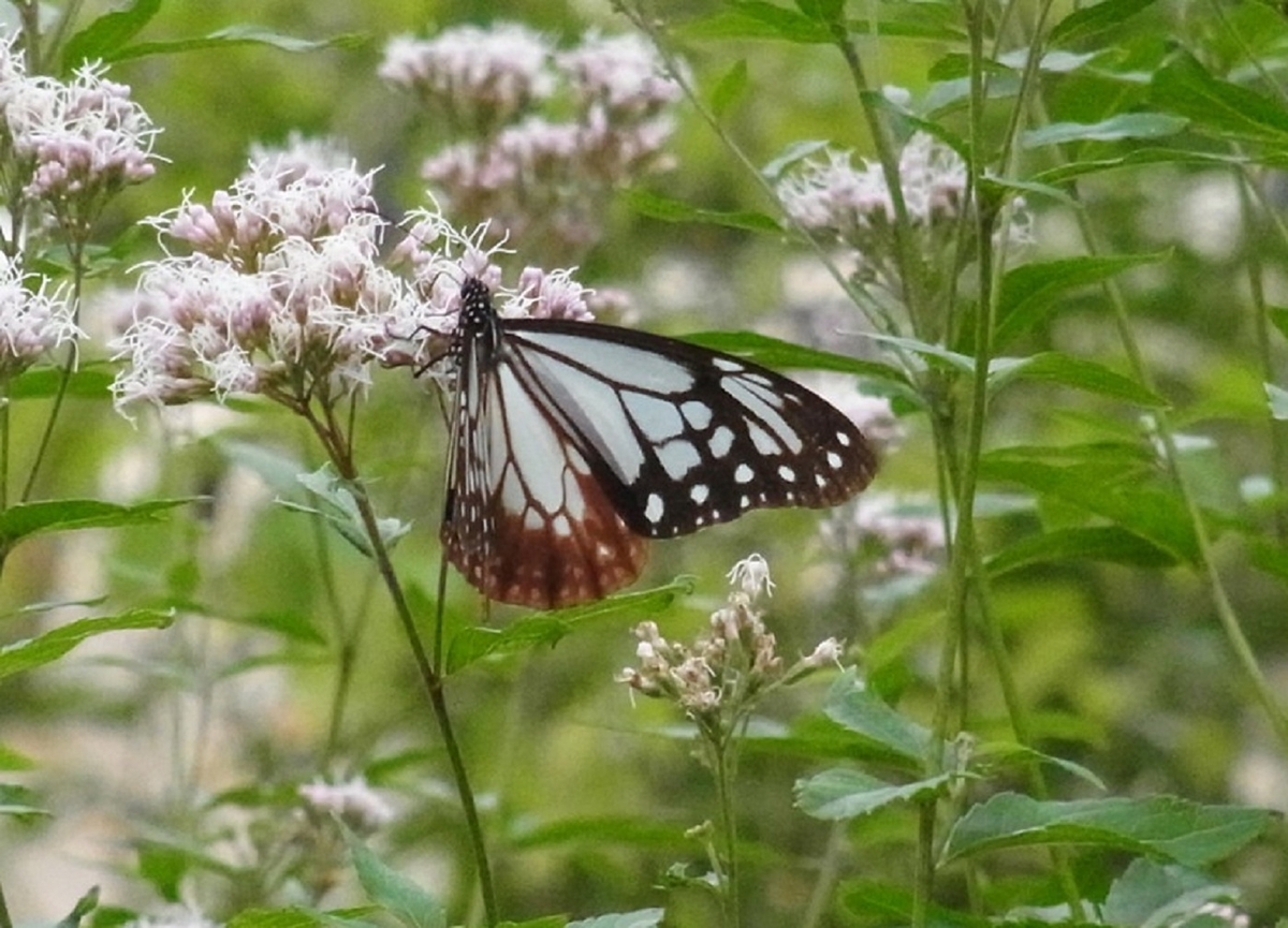 東京　日比谷公園　フジバカマ　花　蝶　アサギマダラ