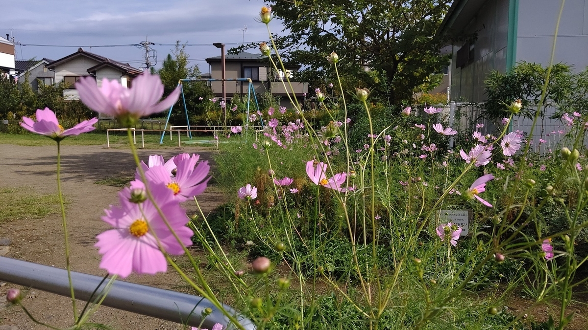 コスモス　八王子　浅川