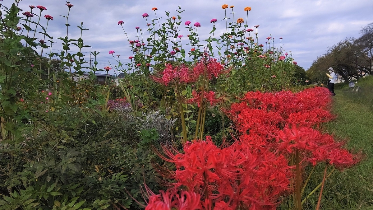 彼岸花　曼珠沙華