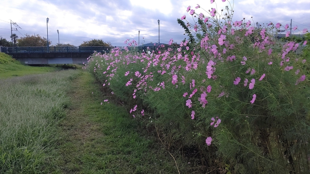 南浅川　横山橋　コスモス畑