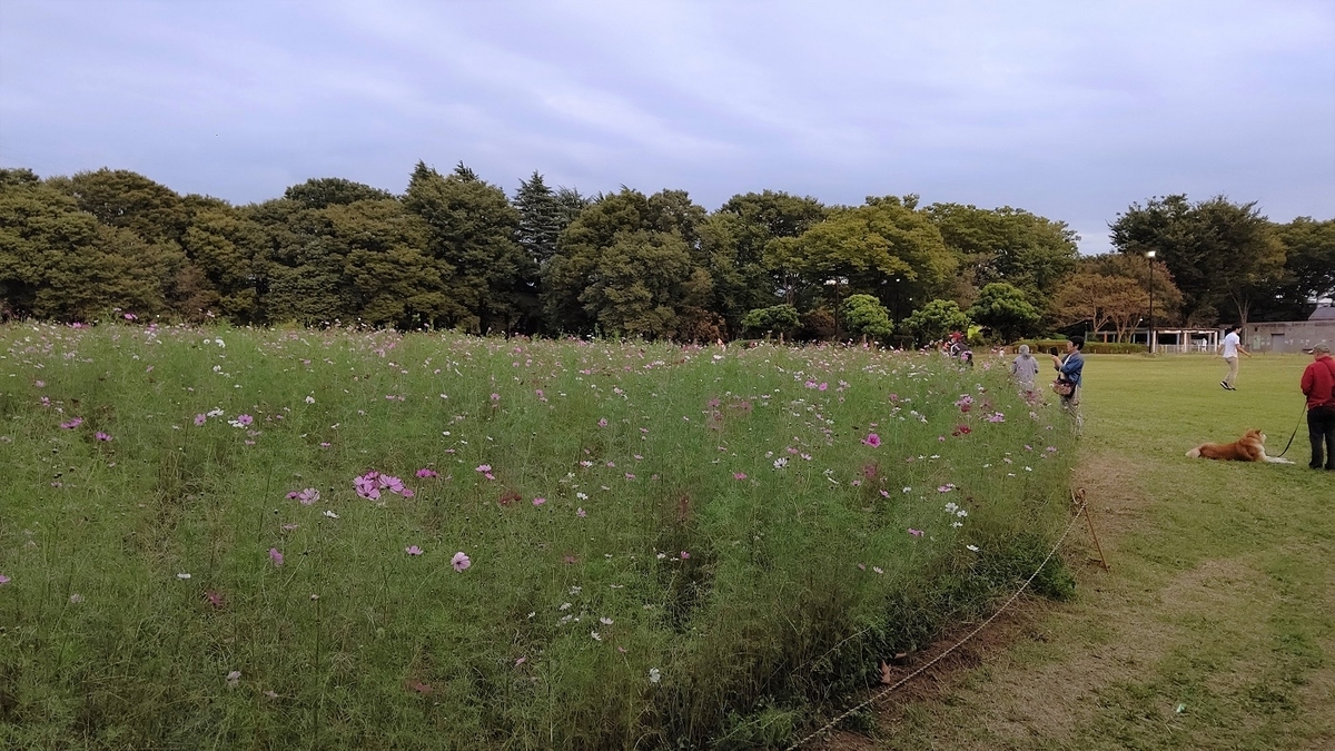コスモス畑　こどもの広場　小金井公園