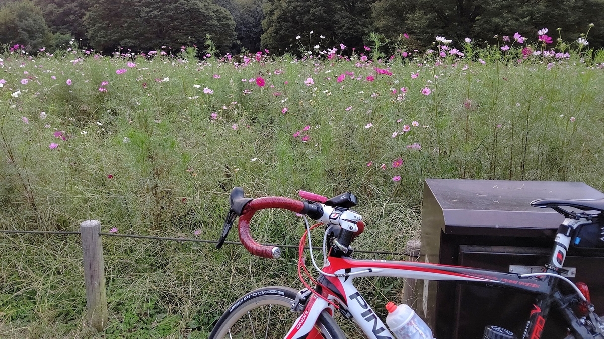 コスモス畑　つつじ山広場　小金井公園