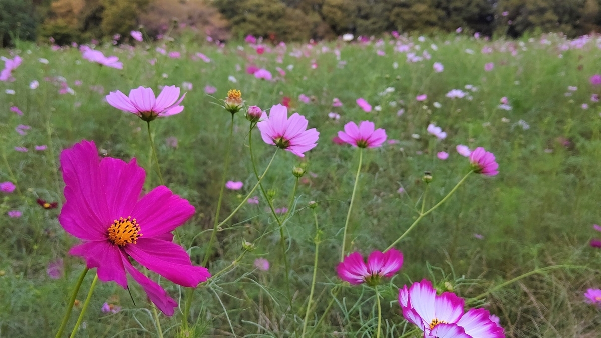 コスモス　小金井公園