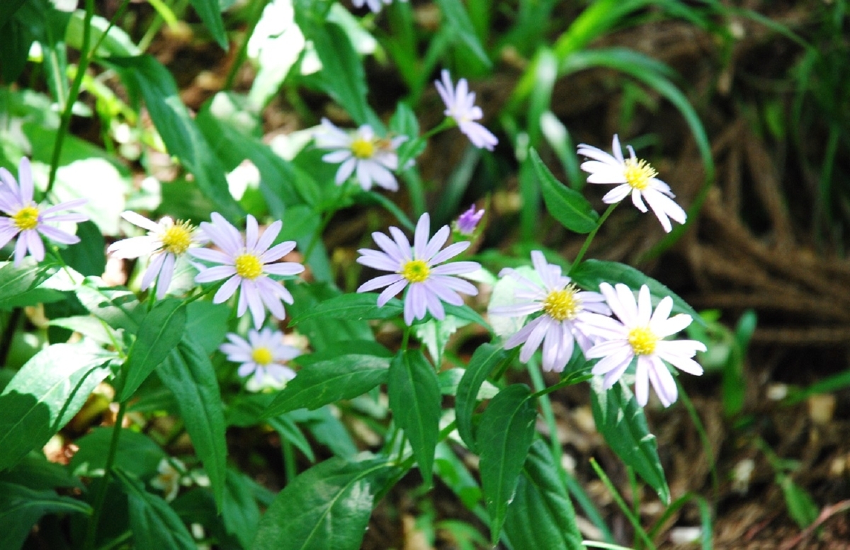 新潟県　高城城址　ヨメナ　花