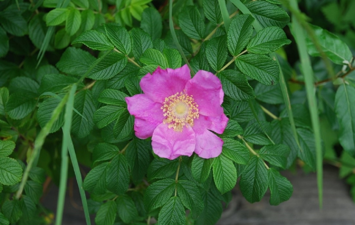 ハマナスの花