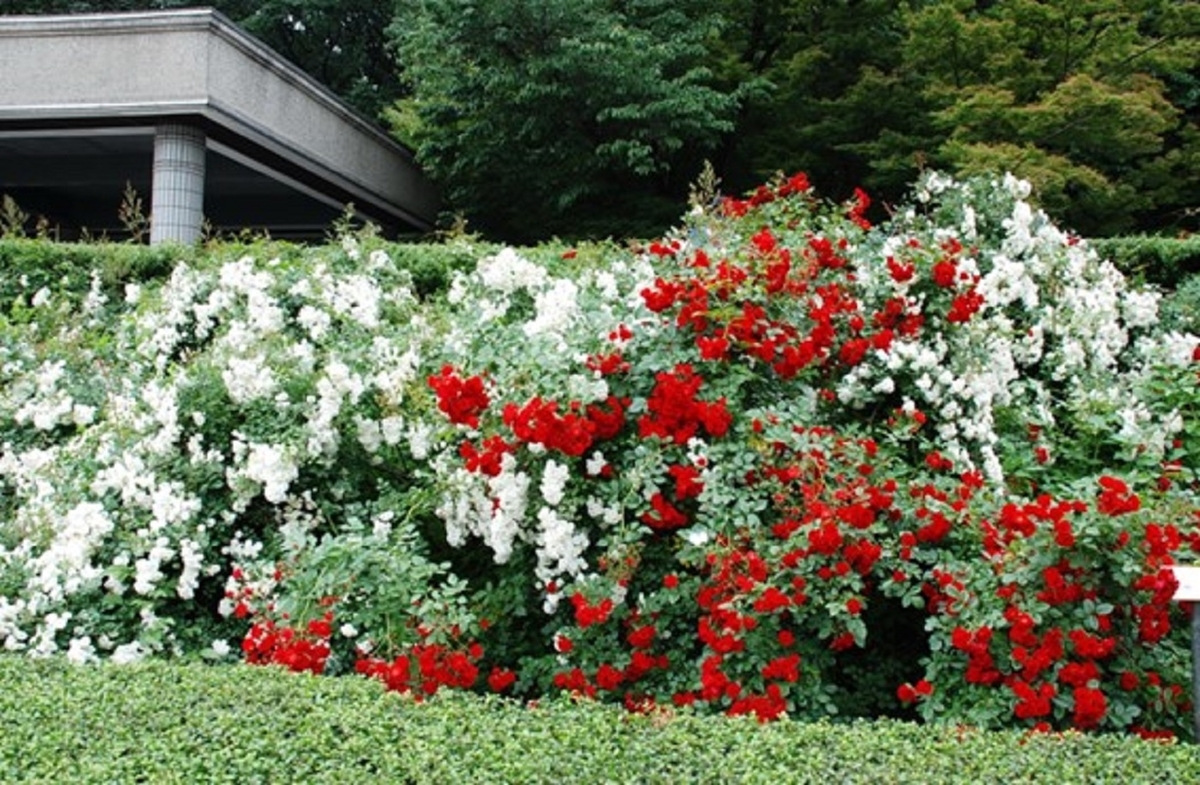 東京・神代植物公園のばら園。色とりどりのバラが美しく咲き誇る。2011年6月10日　（撮影：安藤伸良）