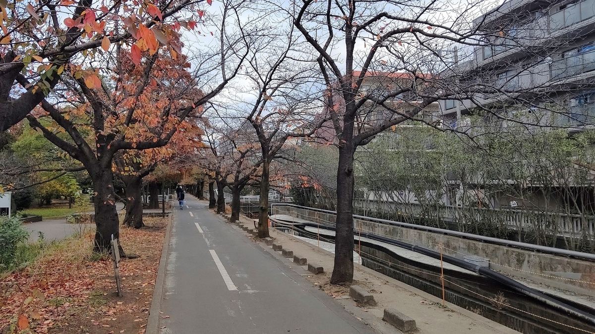 仙台堀川公園　南砂緑道公園　運河跡　紅葉