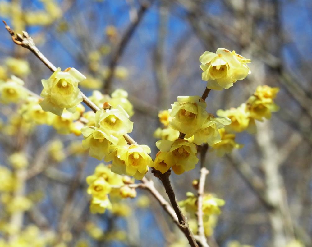 雑学 自然観察指導員の徒然草 寒い冬でも花は楽しめる 前編 Webメディア Mimiyori