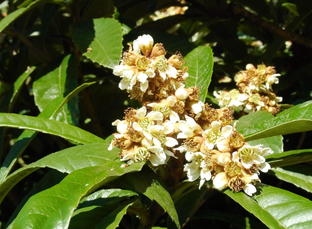 新宿御苑　ビワ　花　褐色　綿毛