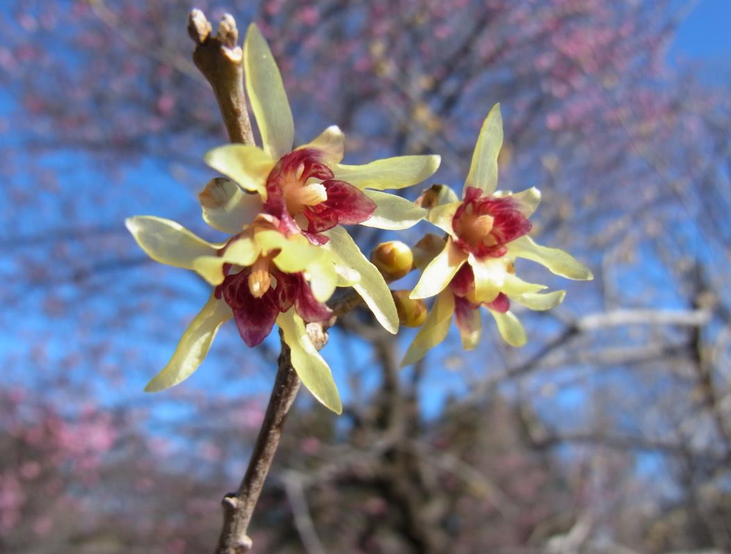 神代植物公園　ロウバイ　花