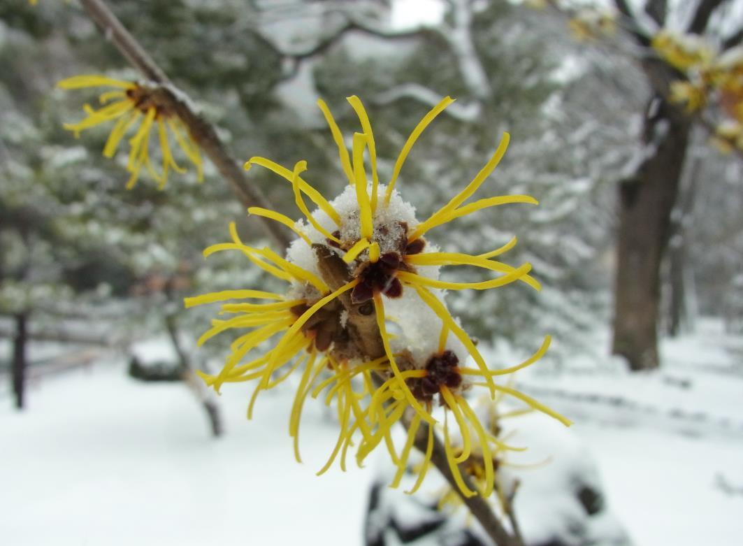 日比谷公園　マンサク　花