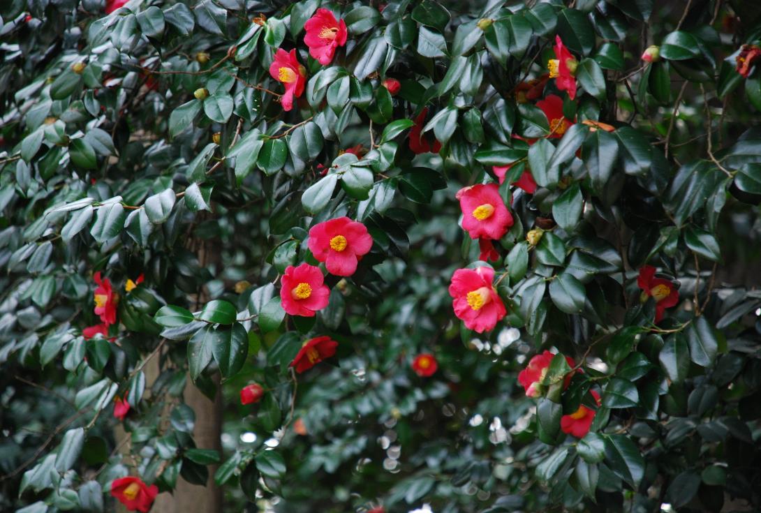 新宿御苑　ヤブツバキ　花　ツバキ