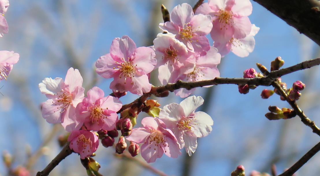 善福寺公園　カワヅザクラ　花