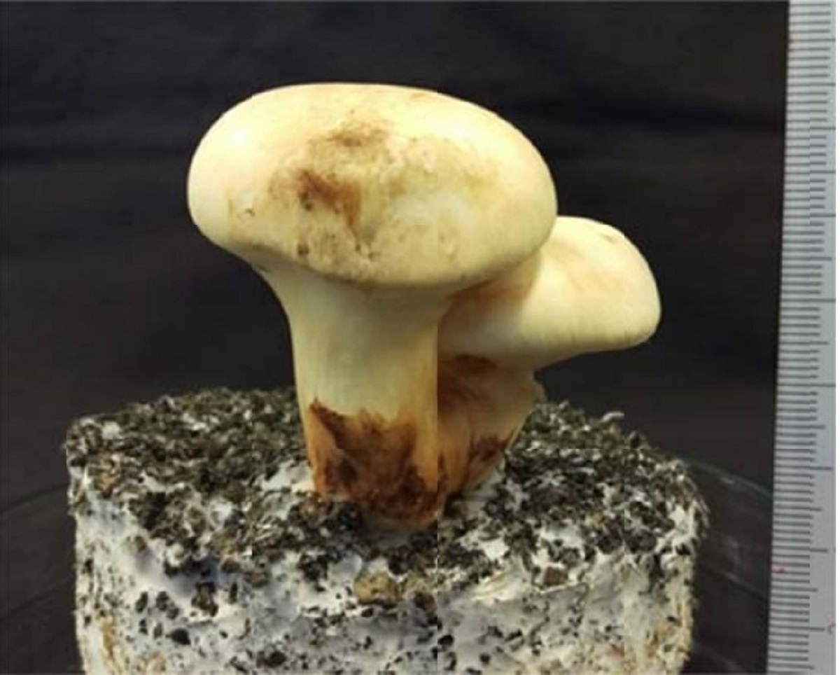 北海道産　天然バカマツタケ　本日採れたて　旬のキノコ　約124g　7本 ガチで調べたトリビア】マツタケはなぜ高いのか 安値になる日は近い