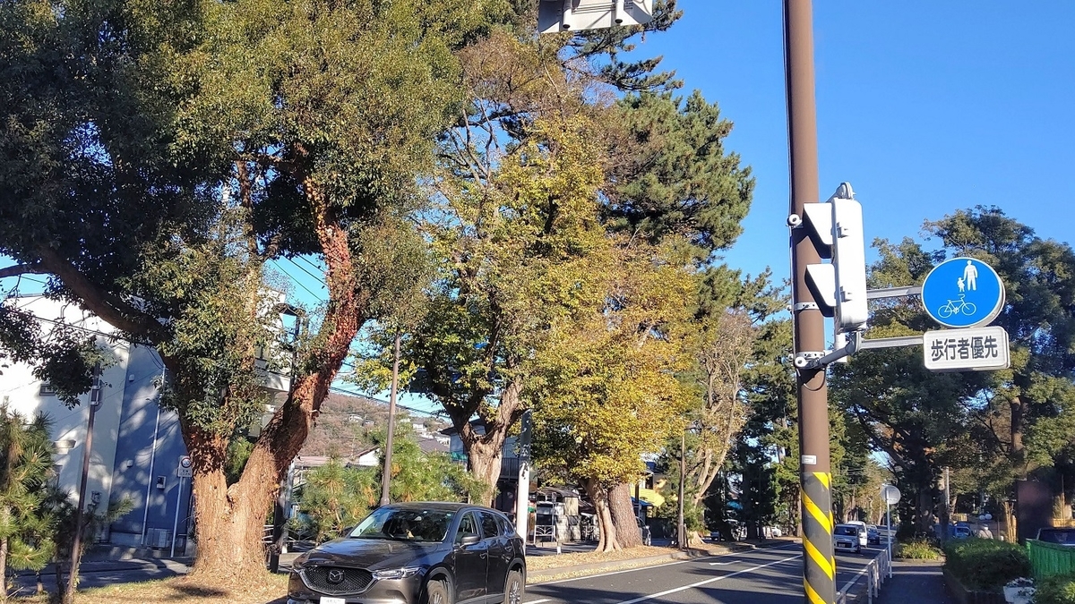 箱根駅伝　往路　4区　東海道　松並木