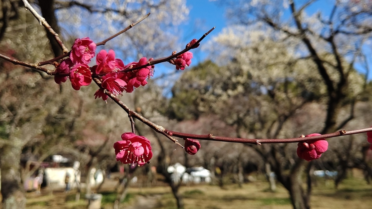 梅　東京西部　名所