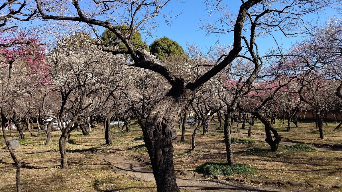 谷保天満宮　梅林