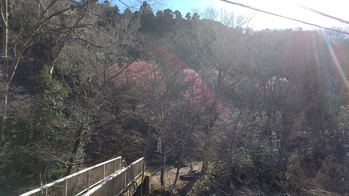 旧甲州街道　小仏川　天神梅林