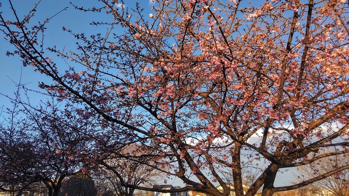 郷土の森公園　河津桜