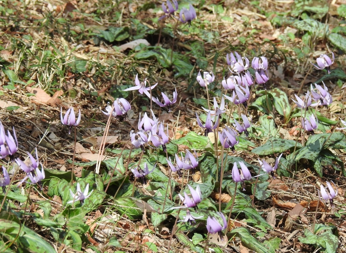 f:id:mimiyori_media:20210326104645j:plain