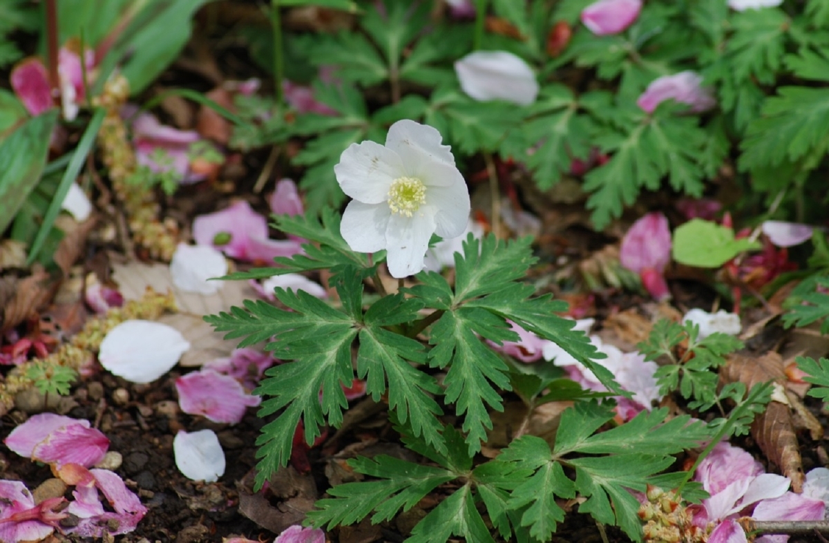 f:id:mimiyori_media:20210326104813j:plain