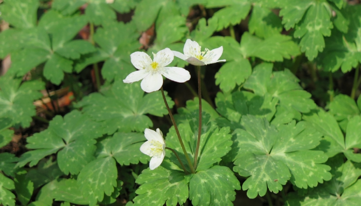 f:id:mimiyori_media:20210326104900j:plain