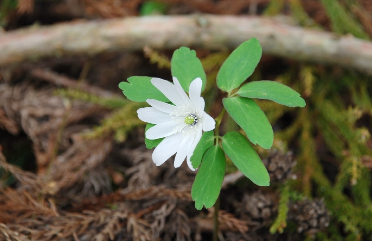 f:id:mimiyori_media:20210326105002j:plain