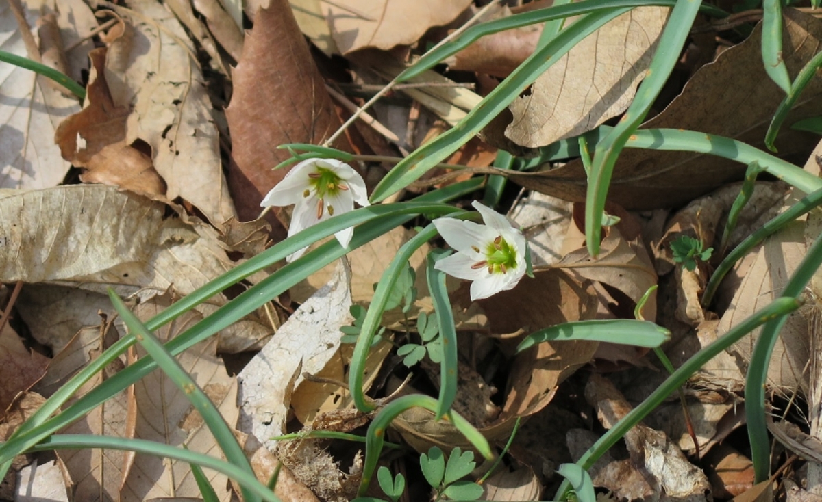 f:id:mimiyori_media:20210326105535j:plain