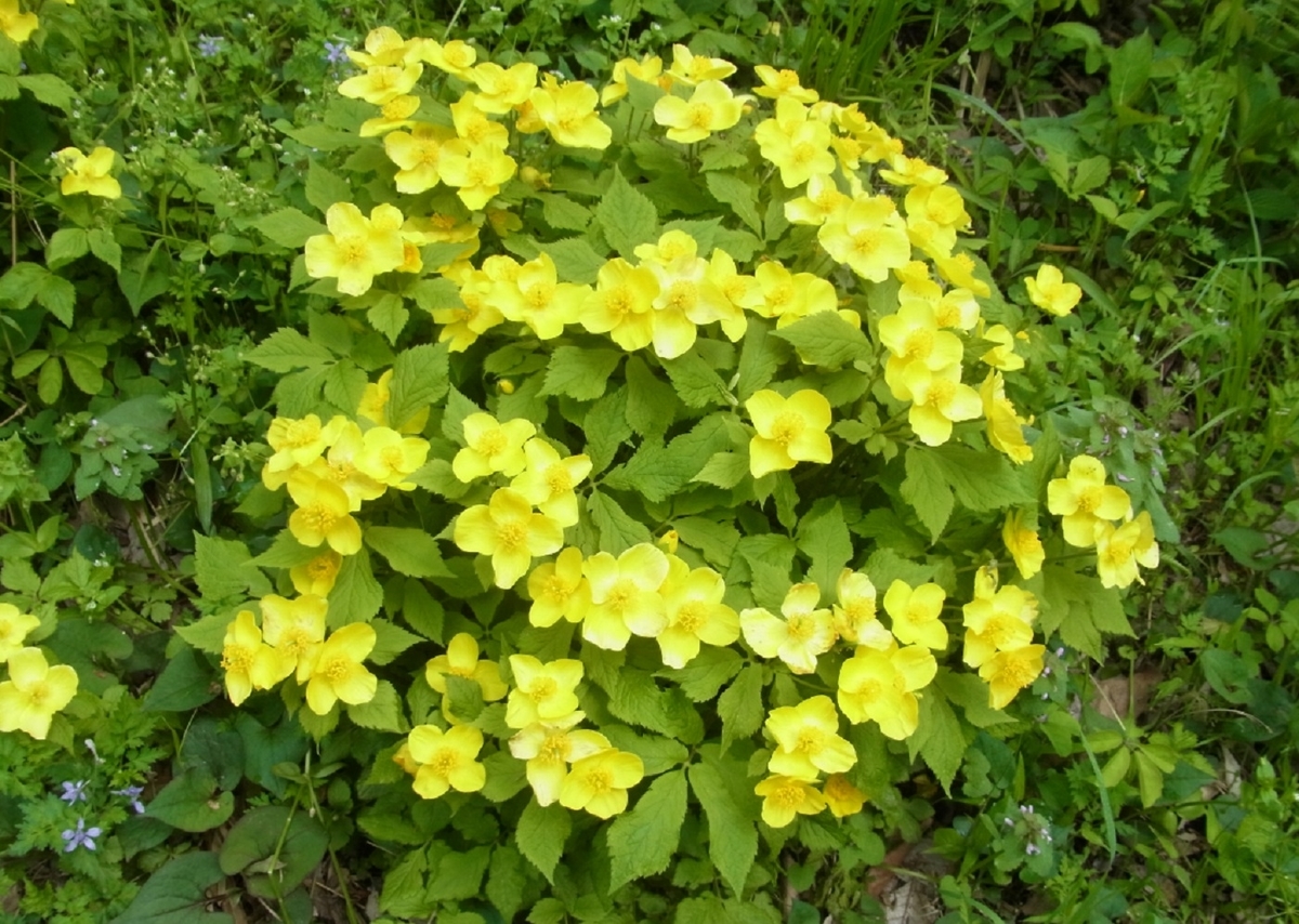 f:id:mimiyori_media:20210326105650j:plain