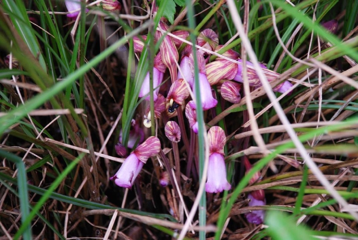 雑学 自然観察指導員の徒然草 植物界のコバンザメ 独りでは生きられない寄生植物 Webメディア Mimiyori
