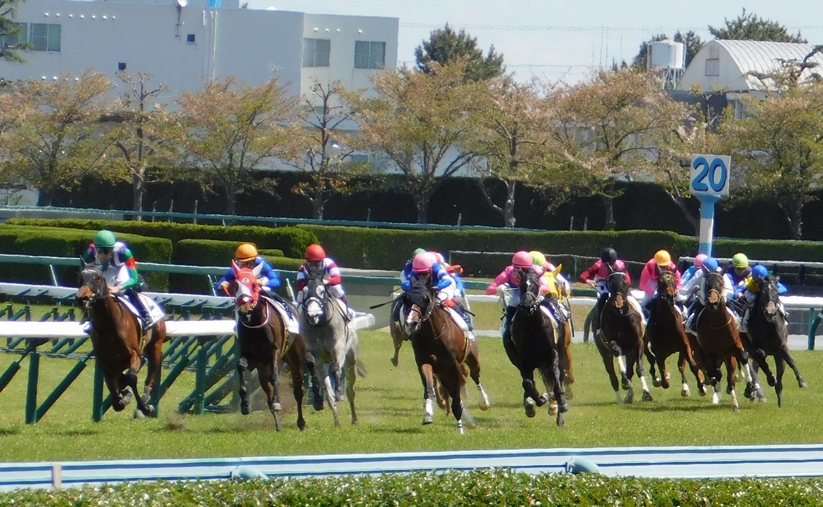 競馬,阪神競馬場,keiba