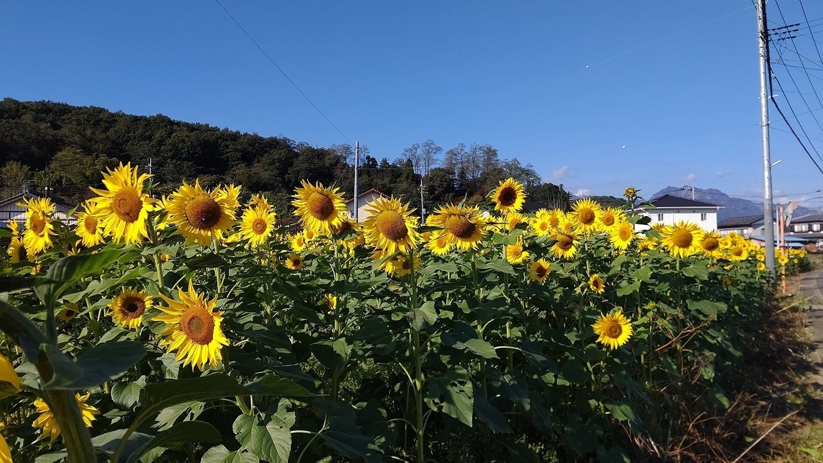 f:id:mimiyori_media:20211119134136j:plain