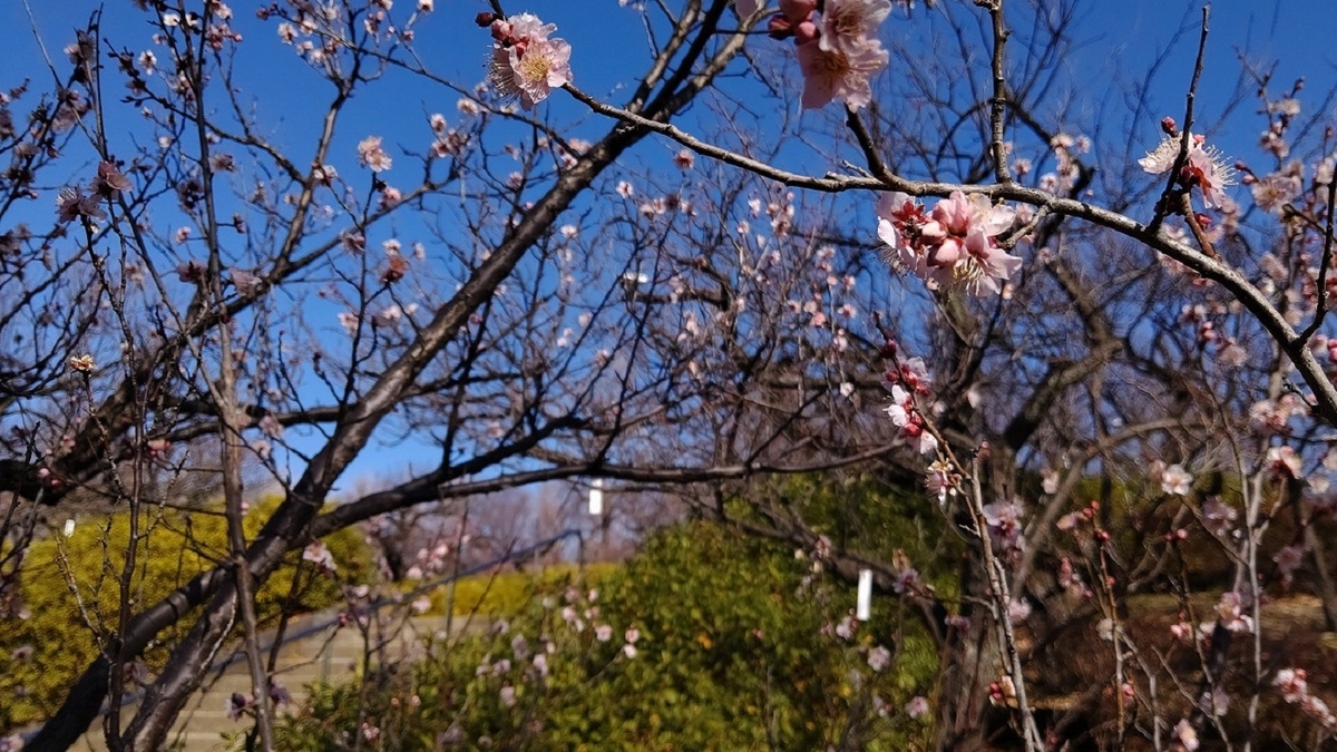 羽根木公園