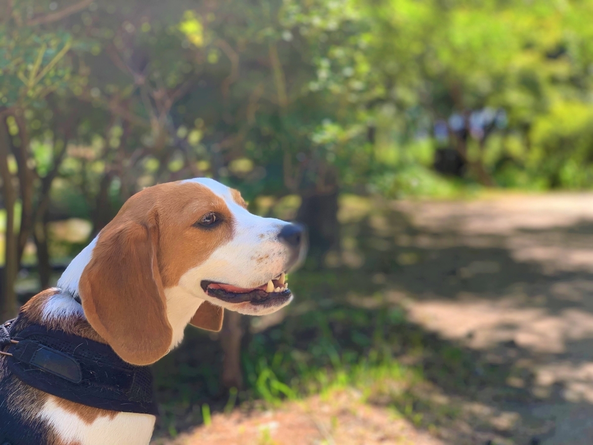 f:id:mimiyori_media:20220319170820j:plain