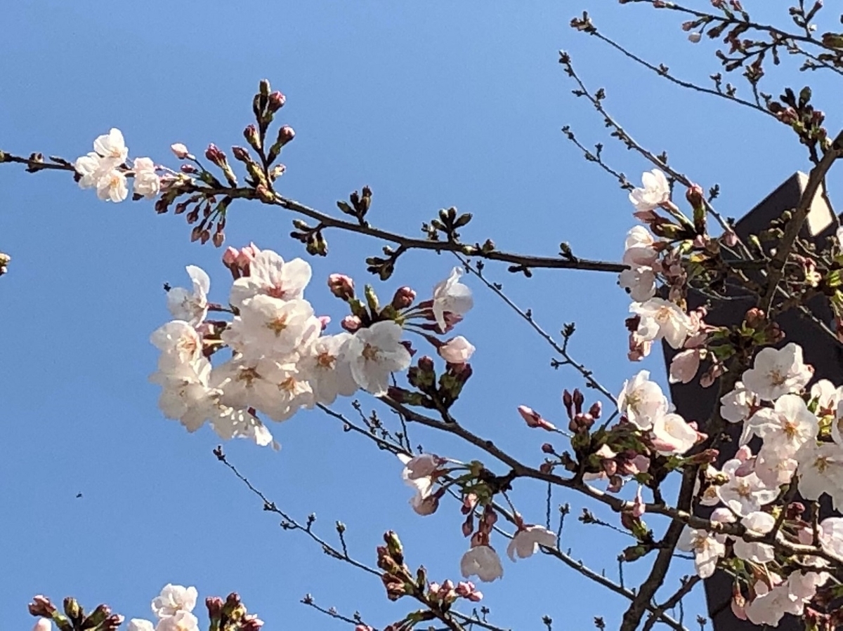 f:id:mimiyori_media:20220319171802j:plain