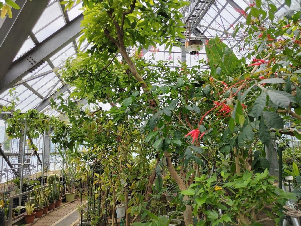 東京都薬用植物園