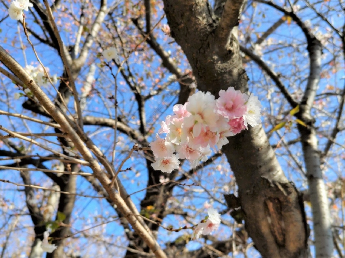 冬桜