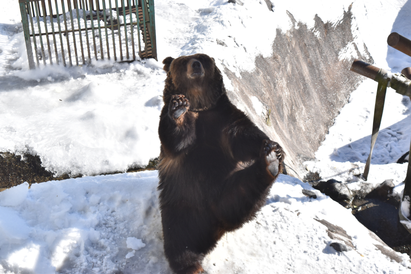 ゴールデンカムイ聖地巡礼 登別クマ牧場編 - ゴールデンカムイだらけ