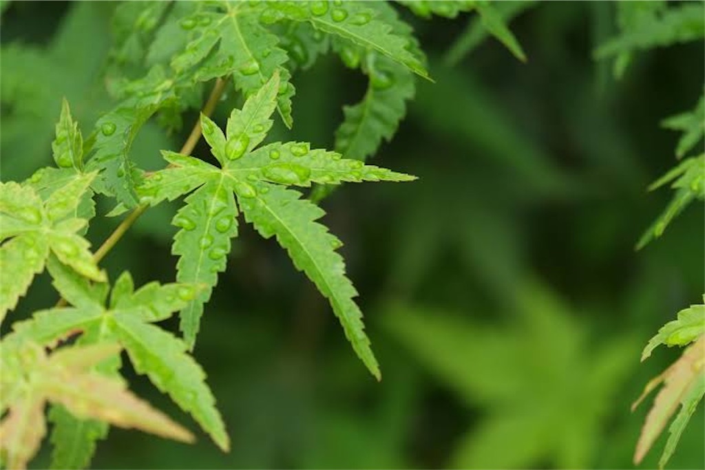 f:id:mimonsha:20250718092342j:image