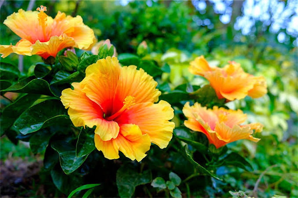 f:id:mimonsha:20250723091037j:image