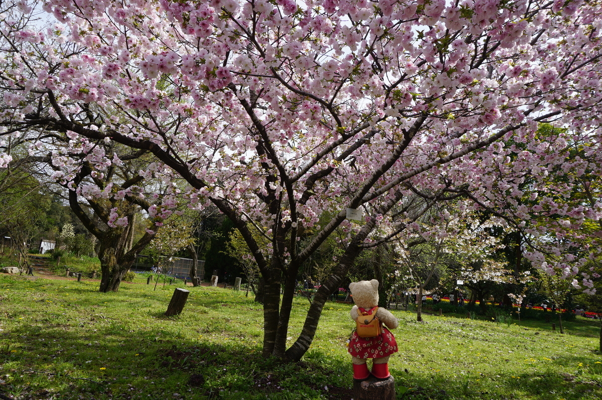 2026ミモロの京都さくら巡り。「京都府立植物園」へ。桜もう満開過ぎ 