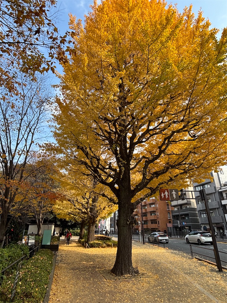 f:id:mimosa0102:20251205123506j:image