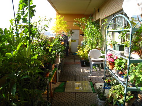 マイガーデン なう 今日 Mimozaai S Blog