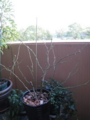 20101218152426