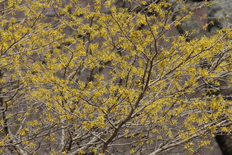 f:id:mimozaai:20110227122121j:image