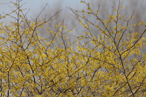 f:id:mimozaai:20110227122127j:image