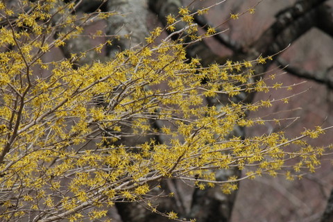 f:id:mimozaai:20110227122132j:image
