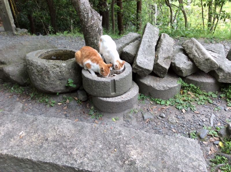 f:id:mimozaai:20140523210305j:image:w640